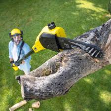 Reliable Pleasanton, CA  Tree Services Solutions