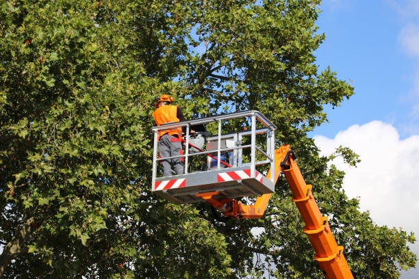 Why Choose Our Tree Removal Services in Pleasanton, CA?